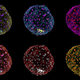 Image: Alessia Deglincerti, Gist Croft, and Ali H. Brivanlou